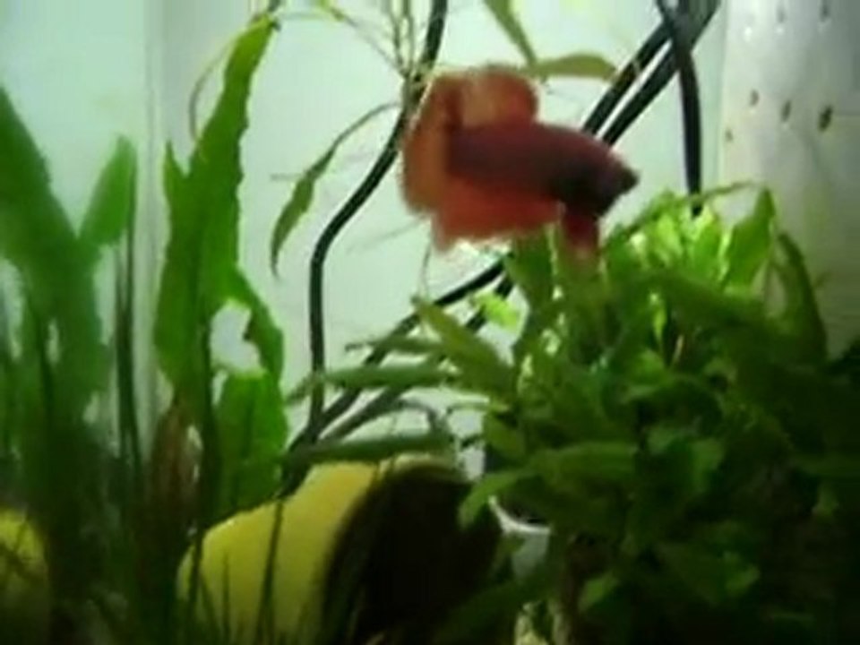 Little Bouddha