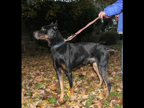 SOS pour BRUTUS mâle beauceron 7 ans spa Douai
