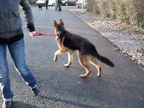 ringo berger allemand 10 mois SPA DOUAI