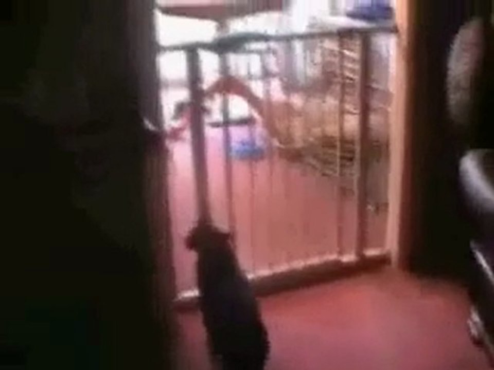 Chat Sauteur Marrant - IBuzzyou.com