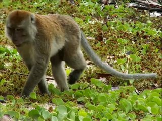 Monkeys in nature, Thailand - a SIAMPEDIA clip