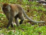 Monkeys in nature, Thailand - a SIAMPEDIA clip