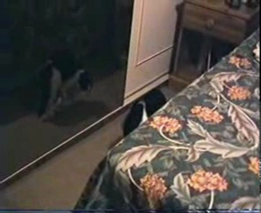 Mindy Kitten