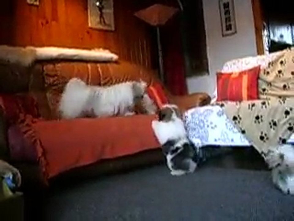 les Shih Tzu de La Promesse d'Hyssambre
