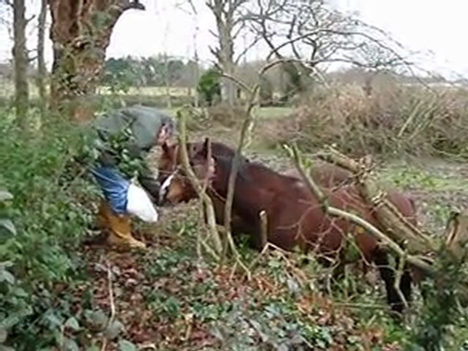 chevaux1