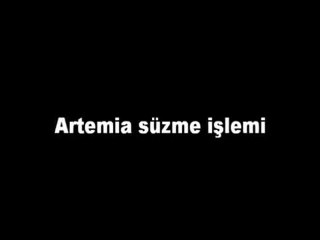 Artemia süzme