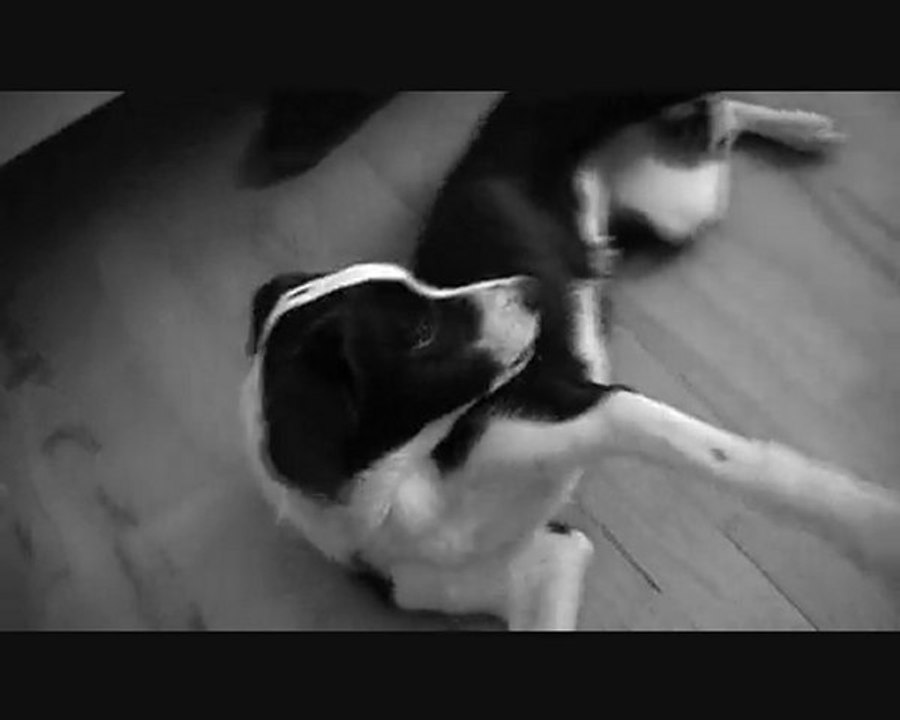 Eden, chiot border collie fait du cirque !