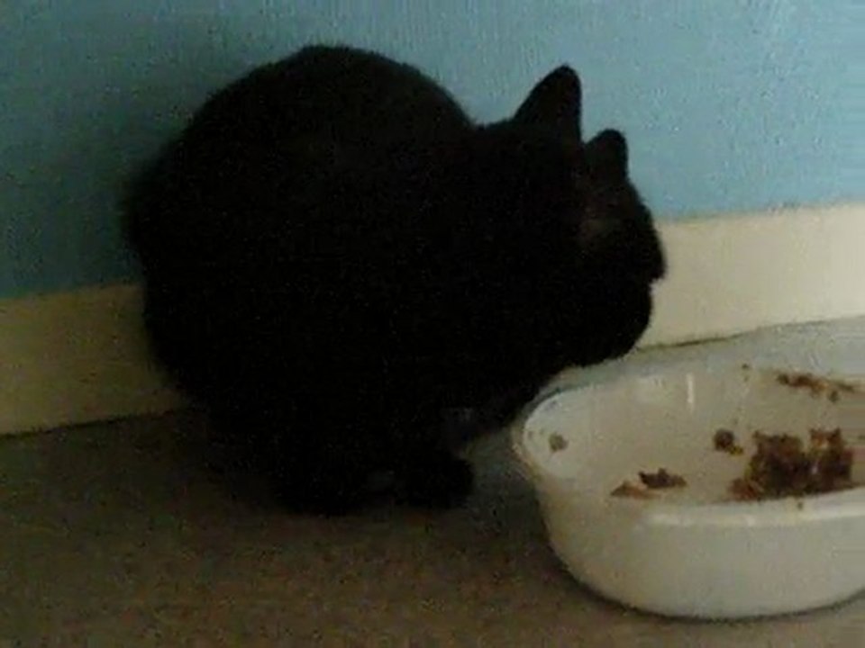 Zorro ,chat mâle ,noir à l'adoption