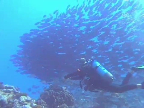 Banc de priacanthes en Polynésie