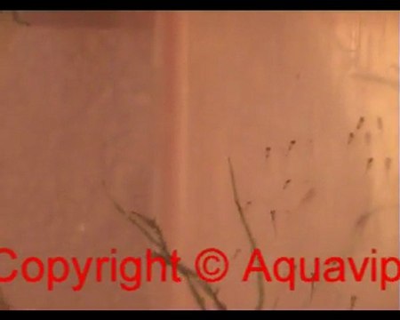 nage alevins danio rerio