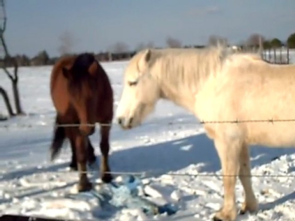 Neige janvier 2010 020