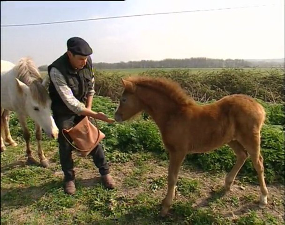 Renaud Vinuesa, éleveur de chevaux Camargue