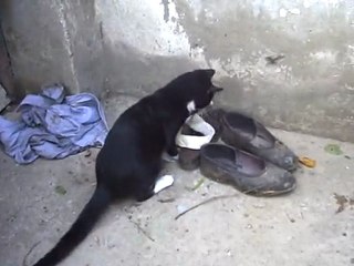 İŞTE GERÇEK TOM & JERRY