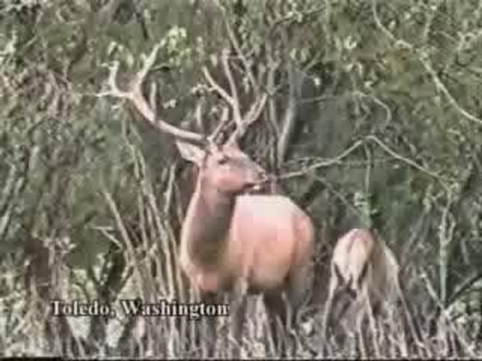 Cerf-contre-chasseur