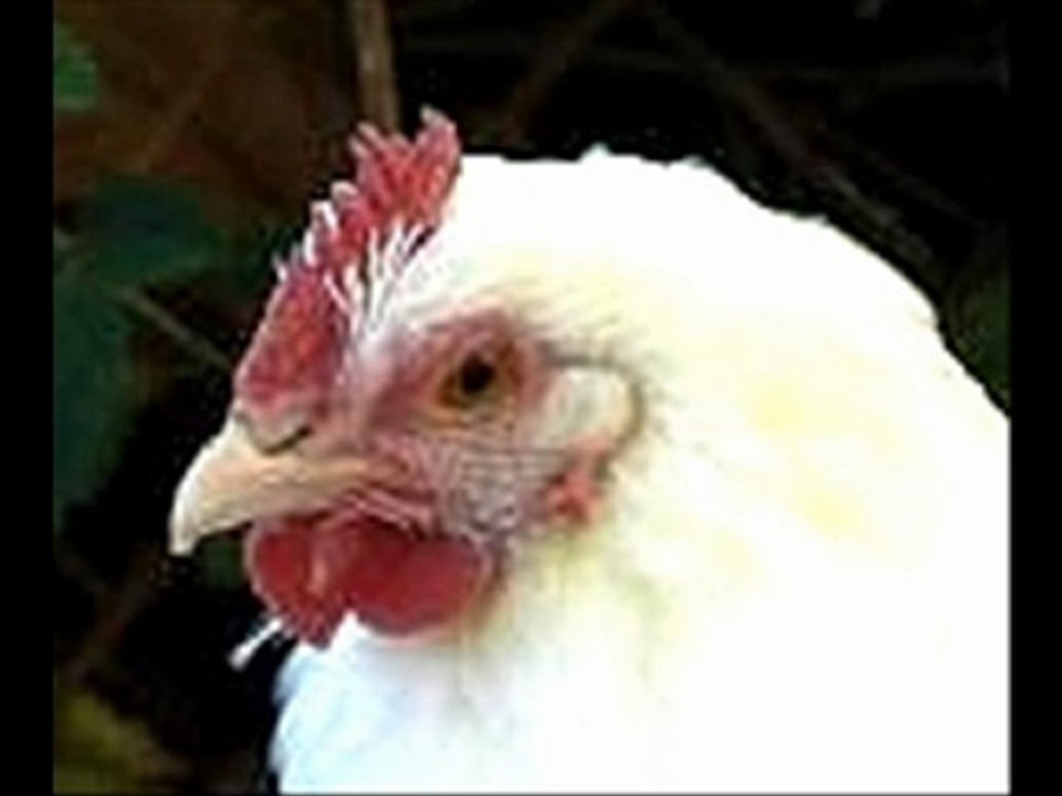 interview de campagne