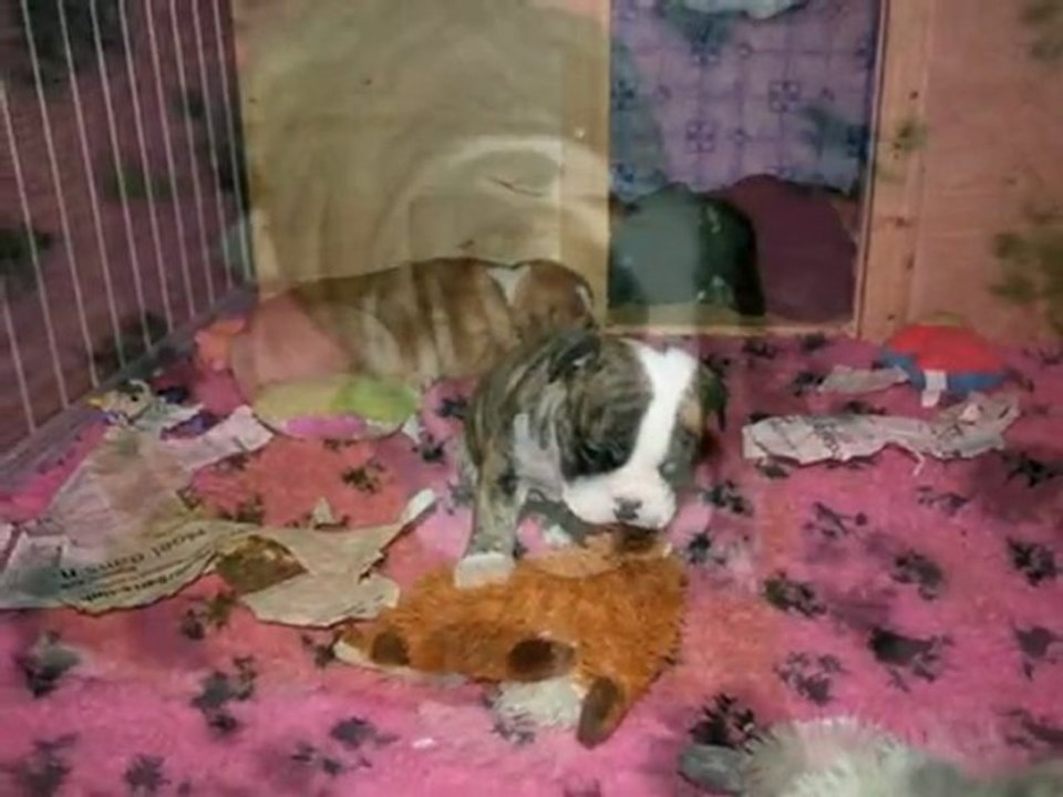 Bulldog & Bouledogue