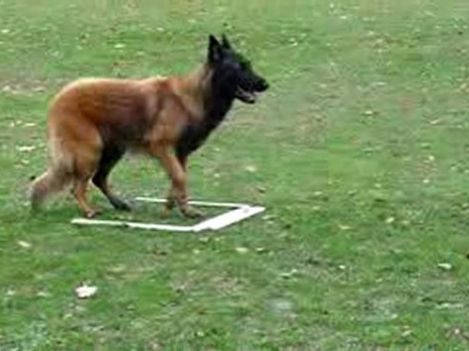 Cheyenne Du Musher (positions)