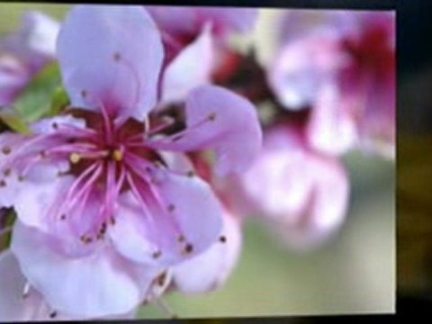 Landscaping Surrey BC - Ladybug Landscaping