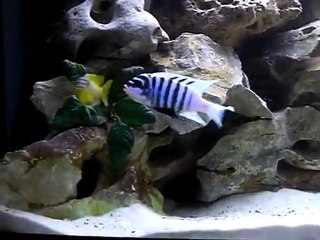 Maylandia zebra chilumba mr VS maylandia zebra gold lion's