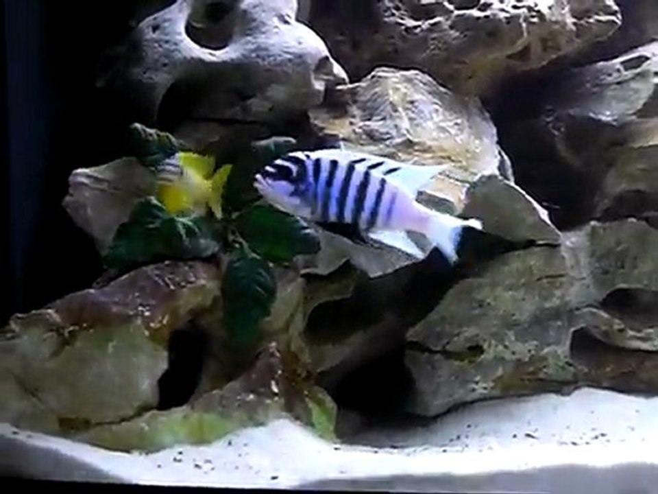 Maylandia zebra chilumba mr VS maylandia zebra gold lion's