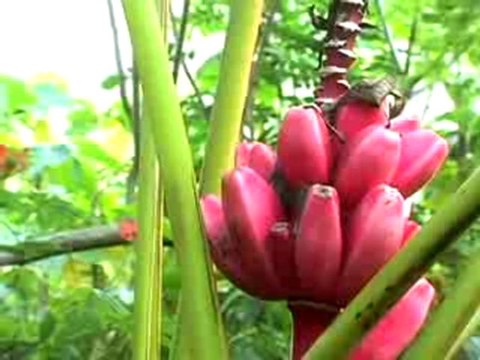 INTER-CONTINENTAL CALI Discover