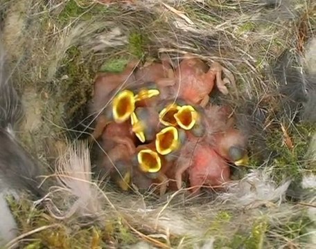 La vie d'un couple de Mésanges bleues