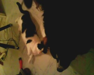 le temps d'un calin...avec le chat de la voisine....