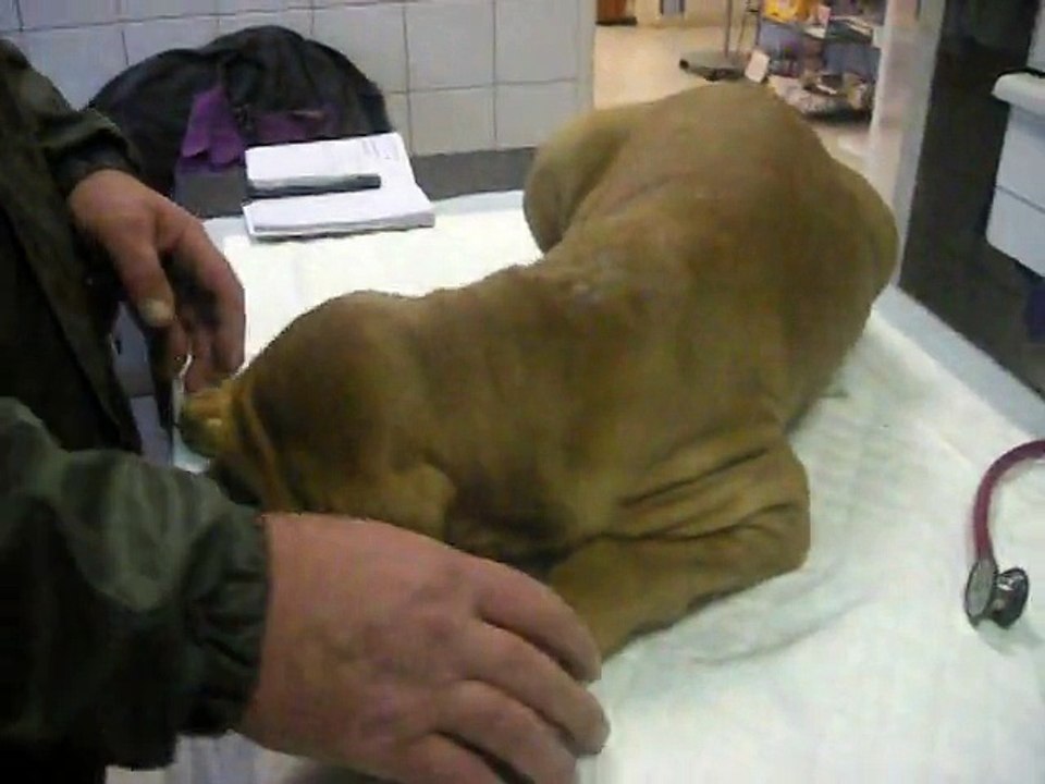 NOS BEBES FILA CHEZ LE VETO...OUILLE!!      N°2