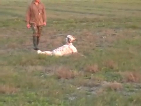 SETTER INGLESE BIG JIM YAVRUSU