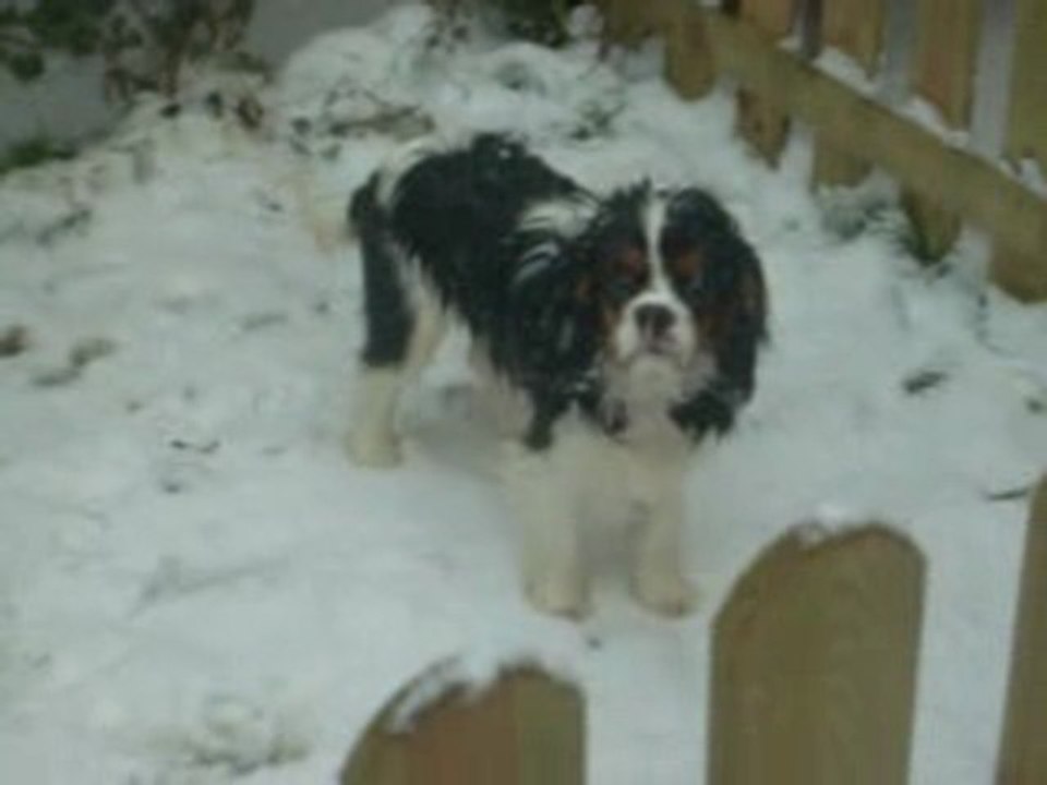 Cavalier King Charles de l'élevage Sévijean's
