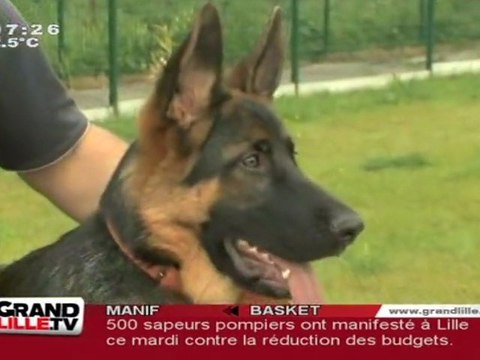 L'entraînement des chiens guide d'aveugles (Roncq)