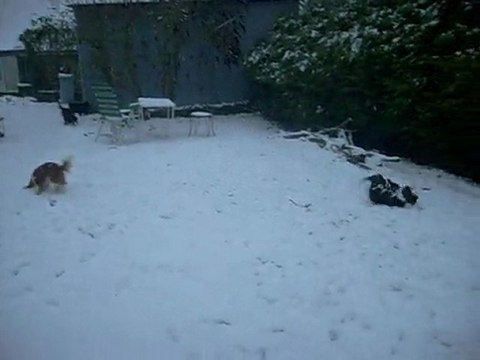 Cavalier King Charles, élevage Sévijean's