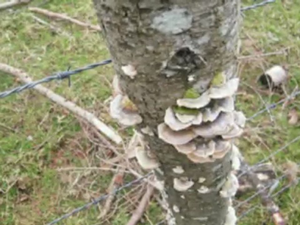 anniversaire cabane alcurruntz18.01