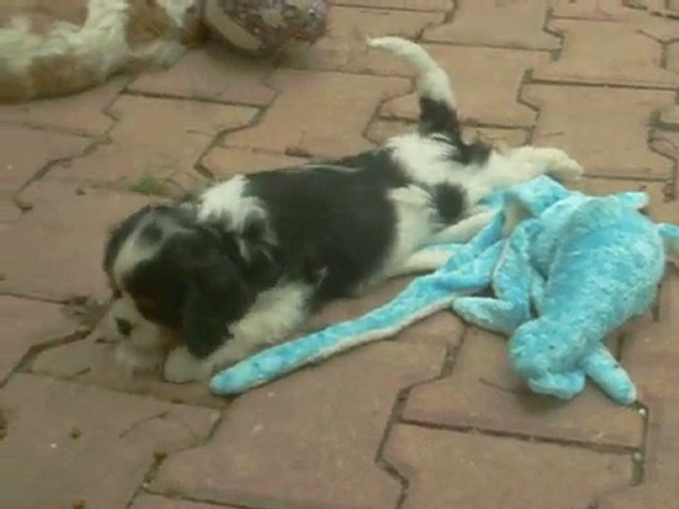 Cavalier King Charles of Sévijean's : Tom