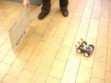 Robot suiveur à ultrasons