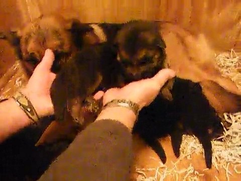 CHIOTS: CHEILA DU LAC D'ANNECY - ELOY VOM ST-MICHAELS-BERG