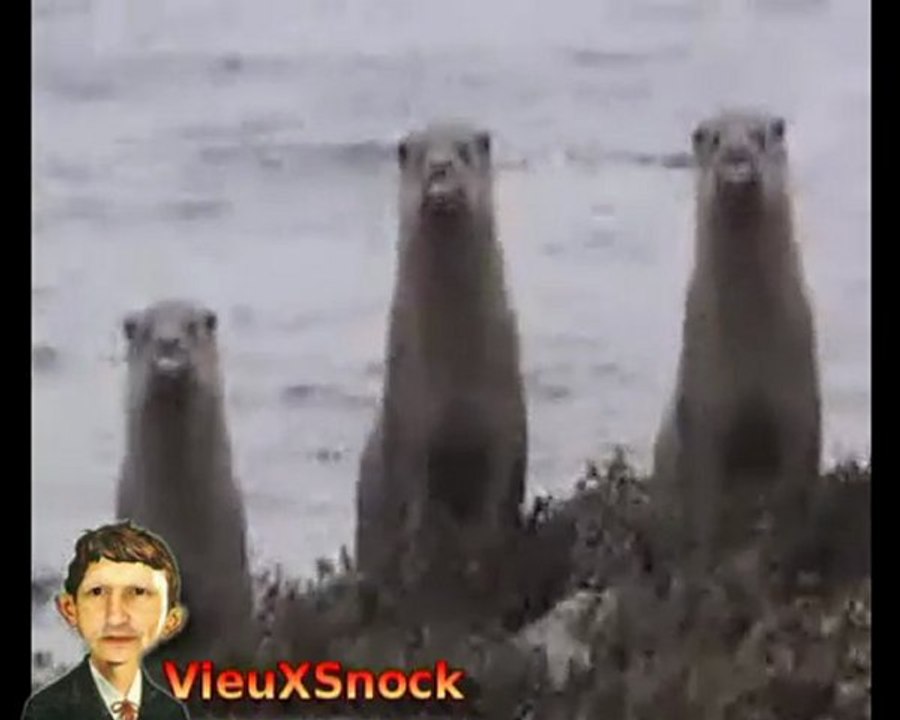 La Chorale des animaux