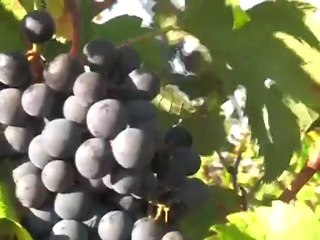 Presentation Groupe Joly Vinexpo