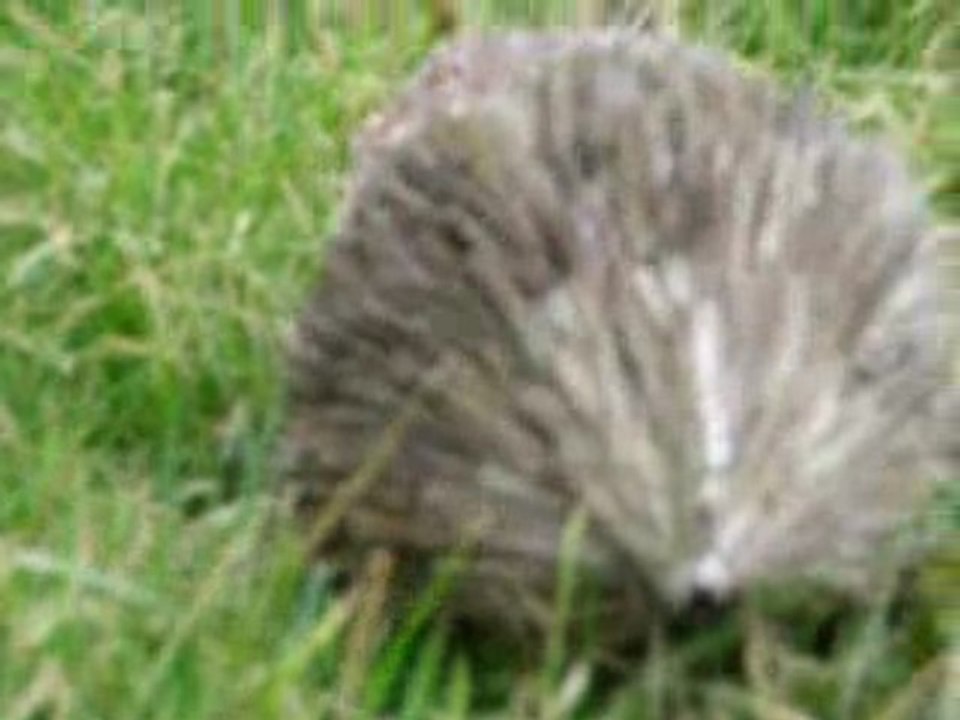 hérisson dans le jardin