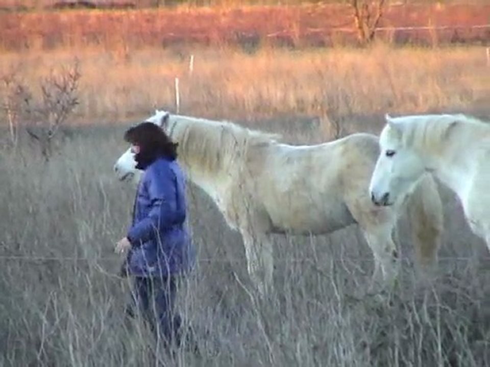 Les chevaux devant la maison