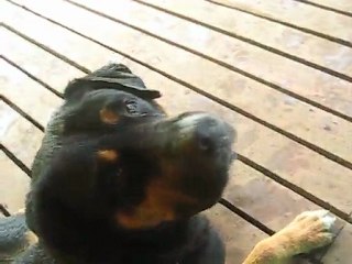 Bienvenue sur l'Ile de Paques!... un 2 Novembre... (2009)