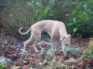 EXOCET 1 Chiot Whippet