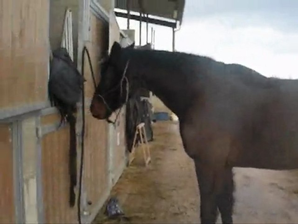 Le bonjour de mr Flint