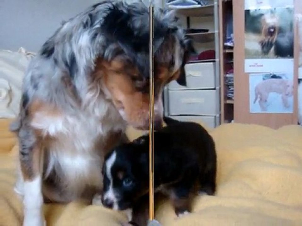 les chiots et les gros