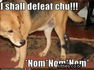 FUNNIEST KITTIES Very Funny Cats 29