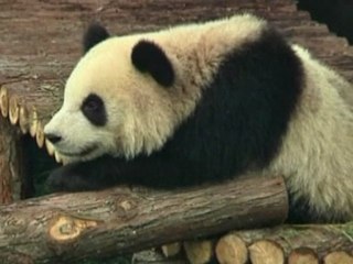 Giant pandas go on show in China