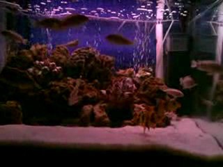 Snow Prenses // Caglar Aydın ARISOY