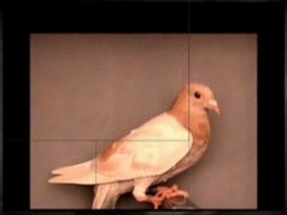 Pigeon Pals Racing Club Daily Results 183