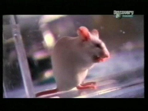 Regeneracion de tejidos en mamiferos (ratones)