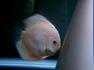 albıno alenguer ve red melon cıftım yumurtlarken 2